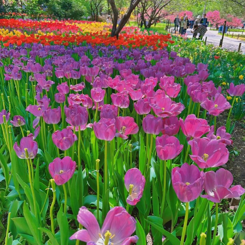 ảnh vườn hoa tulip 5