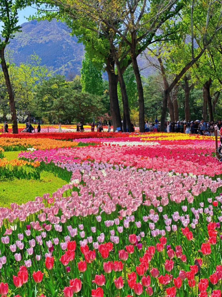 ảnh vườn hoa tulip