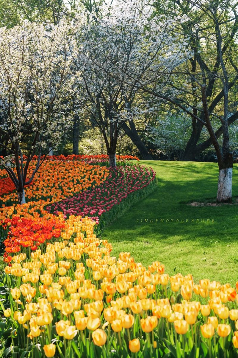 ảnh vườn hoa tulip 7