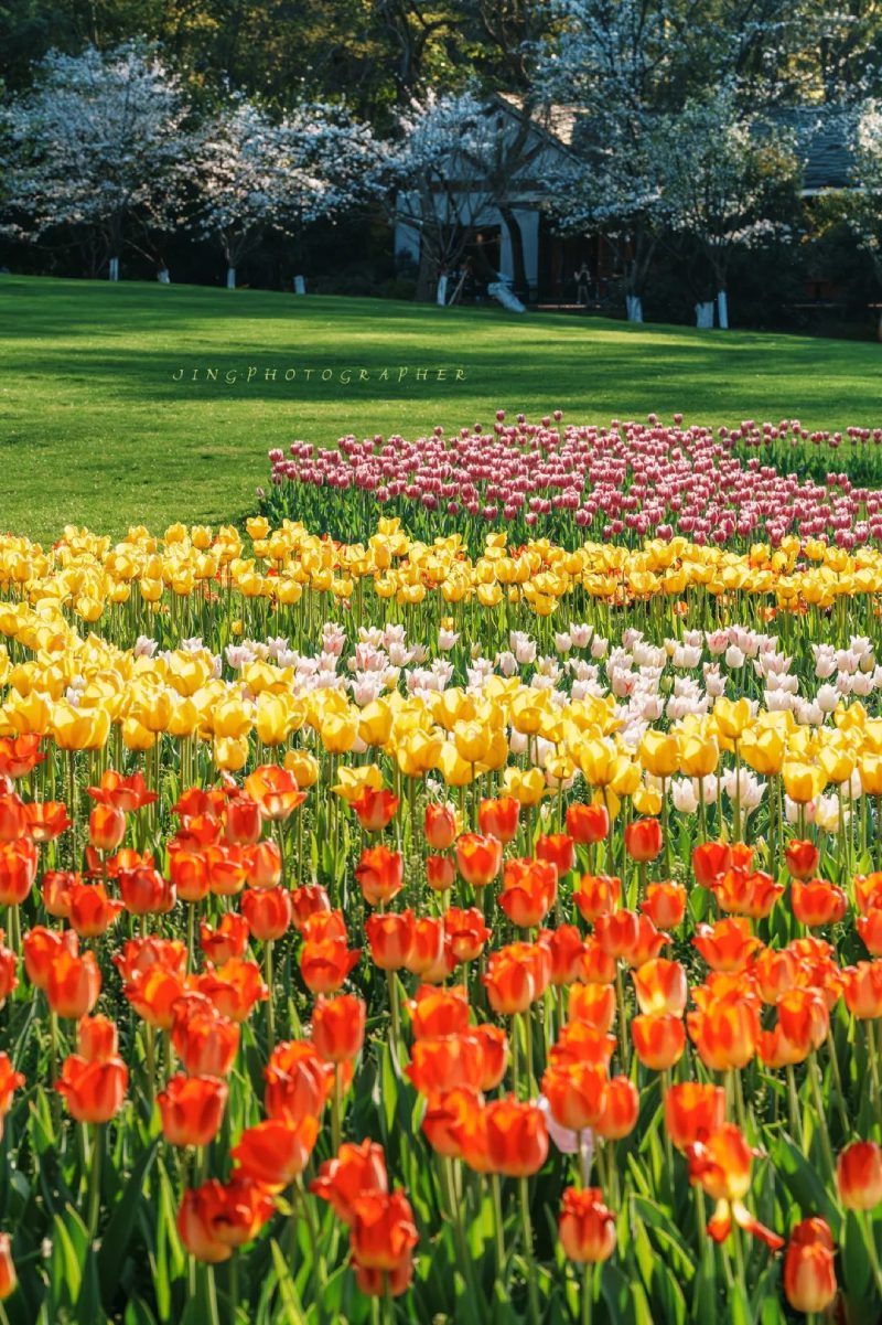 ảnh vườn hoa tulip 8