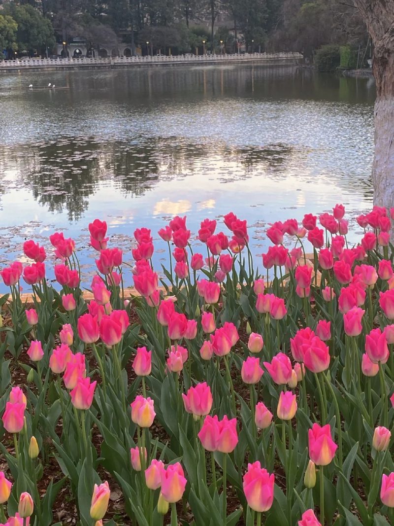 ảnh vườn hoa tulip 9