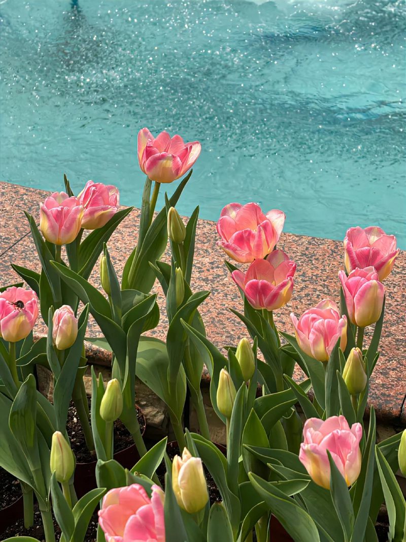 ảnh vườn hoa tulip