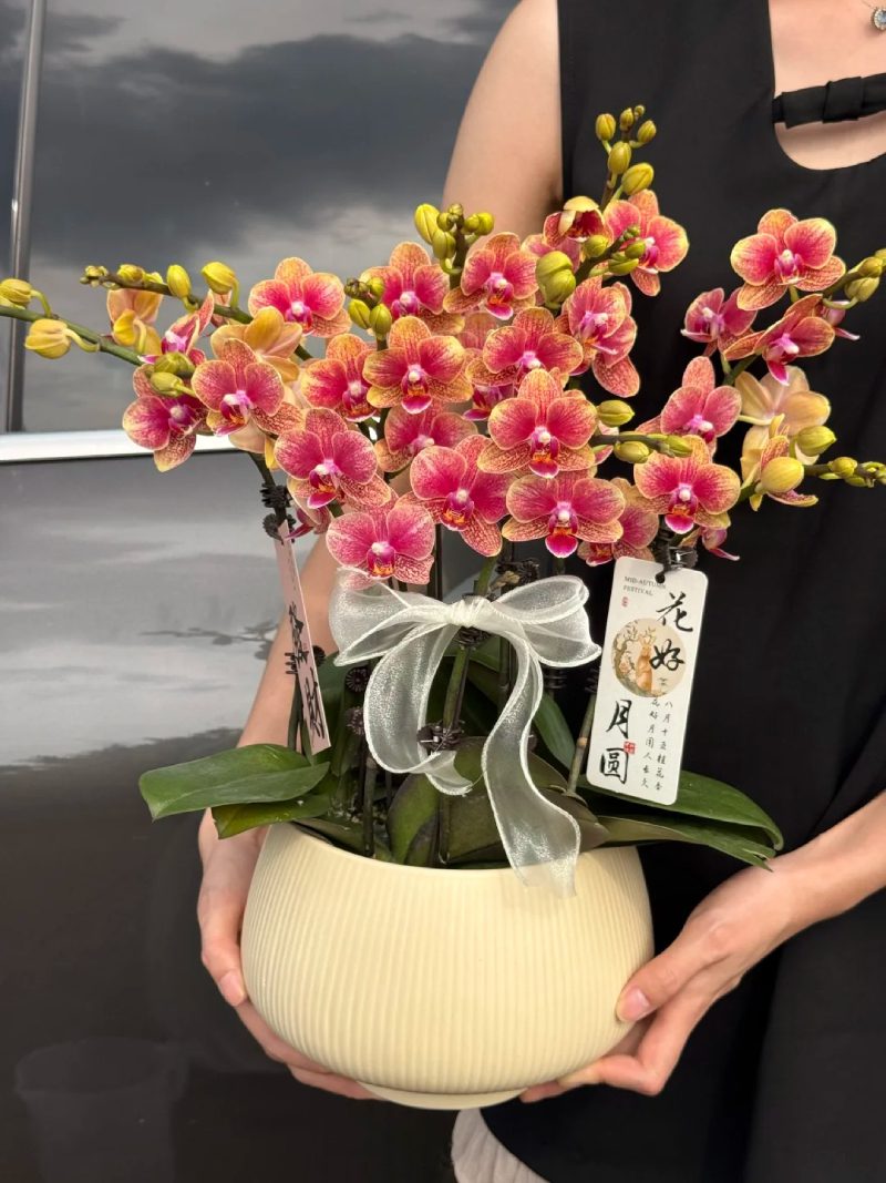 bộ sưu tập ảnh hoa đẹp 22