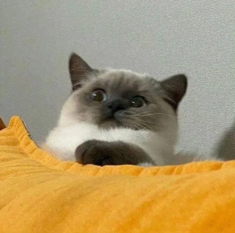 ảnh đại diện cute 15