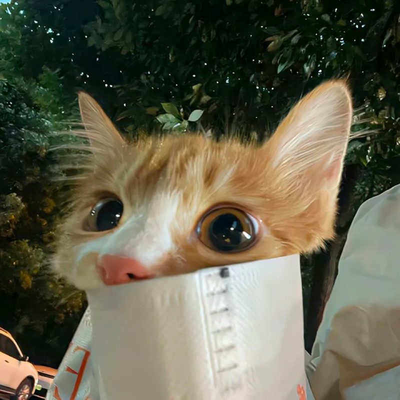 ảnh đại diện cute mèo