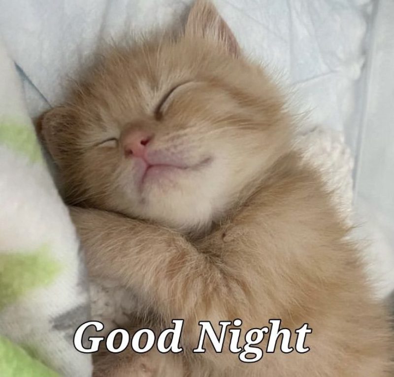 hình ảnh chúc ngủ ngon 8