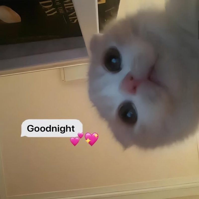 hình ảnh chúc ngủ ngon